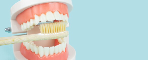 Dental prosthesis Dental Teeth Model dentures and wooden toothbrush on blue background Model of jaw is used to demonstrate how human teeth and jaw clean