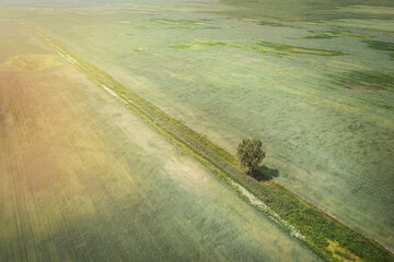 Lonely tree in rural green fields with view from height