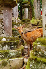 Obraz premium Nara japon