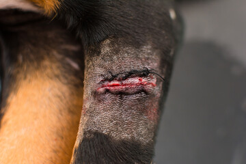 Close-up photo of a wound in dog