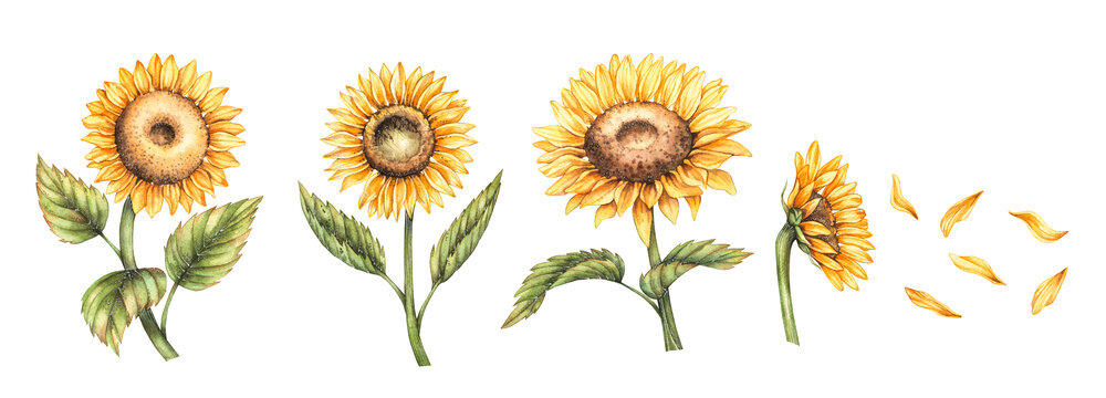 Watercolor set of sunflower flowers on a white background