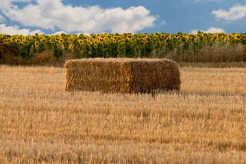 Bale of hay, harvesting in a farm © Taist