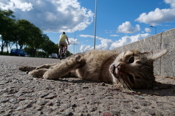 Dead cat lies on highway. Cat ran across roadway and was hit by car