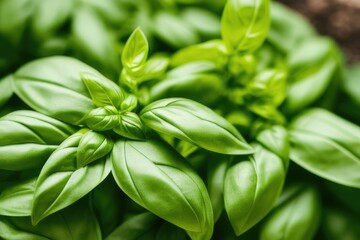 Fototapeta premium Fresh and Flavorful Organic Basil Plant in a Rustic Terracotta Pot, Thriving in Nutrient-Rich Soil Dirt - Perfect for Summer Recipes and Home Cooking