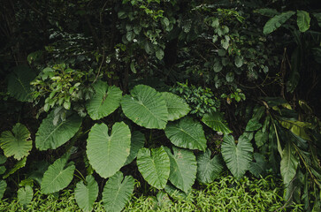 green leaves on a tree