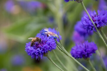 western honeybee collecting pollen from bright blue flower of the cornflower also known as bachelor's button with a blurred green background