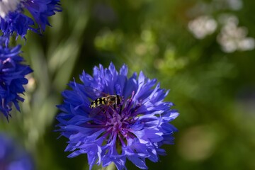 hovery fly resting on bright blue flower of the cornflower also known as bachelor's button with a blurred green background