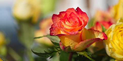 Red and yellow rose with colourful background