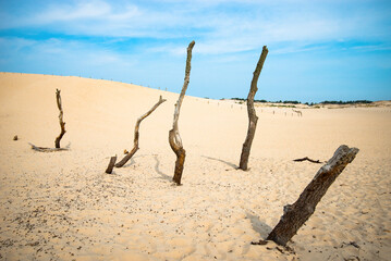 Dry old trees at the dunes in Slowinski national park- Poland