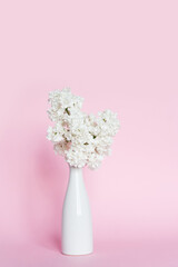 white vase with a branch of blooming white lilac on the table. In the background is a soft pink background. Minimalist concept with space for text.