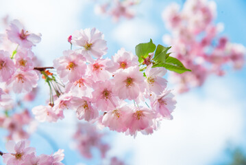 Fototapeta premium Spring tree with pink flowers. Spring border or background art with pink blossom. Beautiful nature scene with blossoming tree and sunlight. 