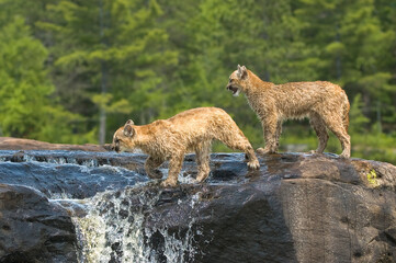 Cougar kits crossing waterfall