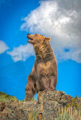 Grizzly bear against blue sky