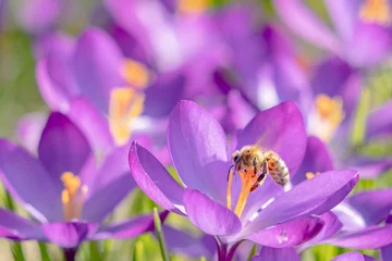Fotobehang Krokus Biene sammelt Pollen auf Krokus  © SteveMC