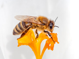 Biene Makro auf weissem Krokus