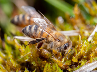 Biene im Frühjahr beim Wasser sammeln