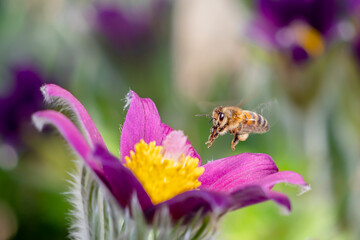 Biene im Anflug auf Kuhschelle Blüte