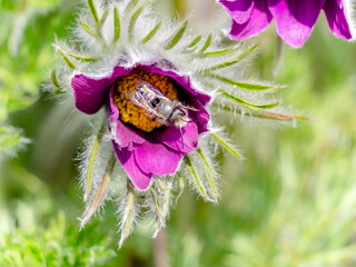 Wildbiene in Blüte Kuhschelle