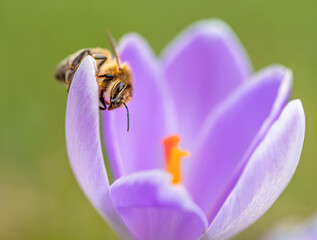 Biene auf lila Krokus Blüte
