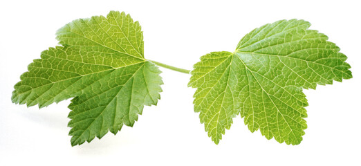 Johannisbeerblaetter_03