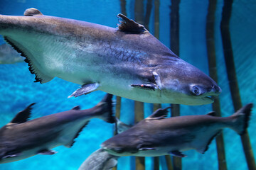 Naklejka premium Fish under water, Giant pangasius (Pangasianodon hypophthalmus)