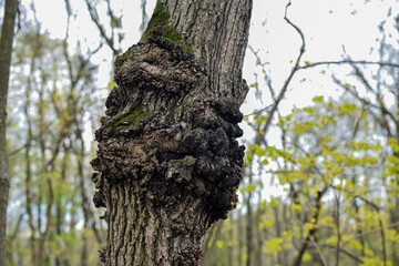 old trees damaged by cancer