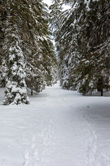 Path In Winter Forest. winter landscape with meadows and forest, trees on a meadow