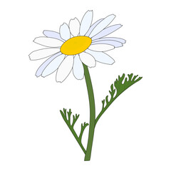 Chamomile close-up. Beautiful flower on a white background.