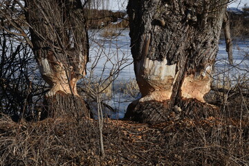 Biber, Baum, Baumstamm, angenagt, Nagetier, nagen, Holz, Späne, Landschaft, gestalten, Flussauen,...