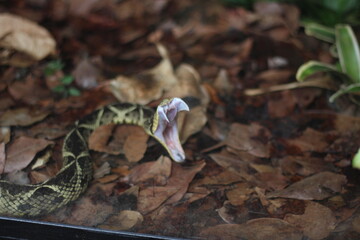 Snake with open mouth