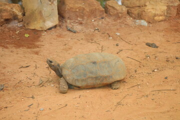 Tortoise Turtle