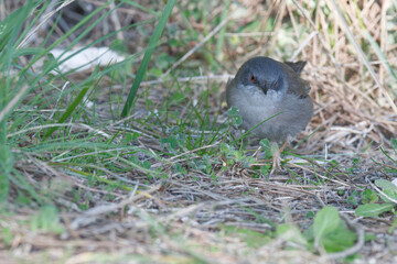 Fauvette mélanocéphale - Curruca melanocephala