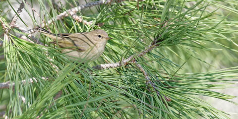 Pouillot véloce - Phylloscopus collybita