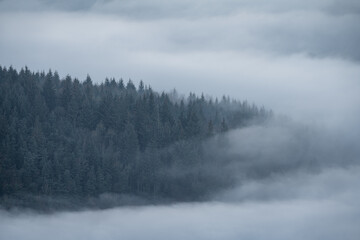Obraz na płótnie Canvas Trees and mist. Bamford Edge landscape vignette in the Peak District National Park, UK.