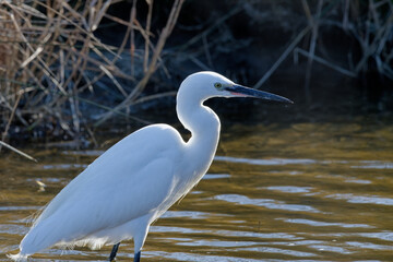 aigrette garzette