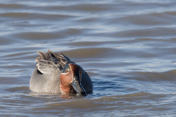 Fototapeta premium sarcelle d'hiver, anas crecca