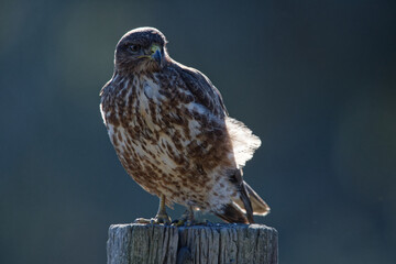 buse variable - buteo buteo