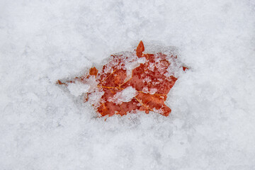 A red and orange maple leaf barely visible beneath snow and ice, daytime, sunny, nobody