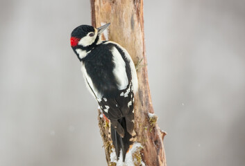 Great Spotted Woodpecker - male - in the wet forest in winter