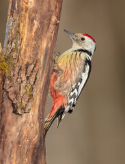 Middle Spotted Woodpecker - in the wet forest in winter