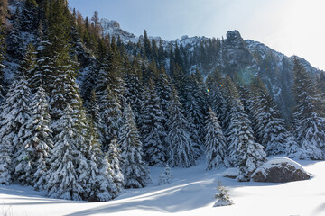 Winter Landscape with Snow and Trees. Winter white forest with snow
