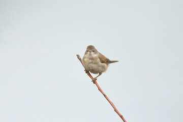 Common whitethroat, sylvia communis, female perched on a branch in the summer, close up