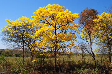 flowering yellow ipe tree