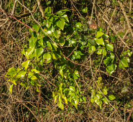 Spring growth of new leaves amongst tangle of branches