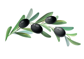 Obraz na płótnie Canvas Black olive branch. Green olives with leaves. Hand drawn image of organic food.