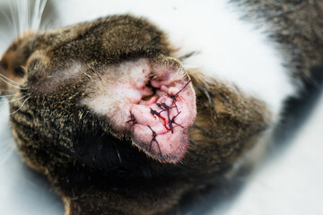 close-up photo of a cat with othematoma surgery
