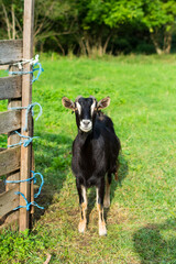 domestic goat alpine and Saanen mixed breed
