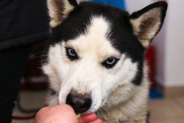 dog at the veterinary clinic