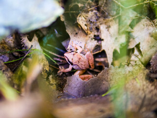 Orange frog in leaves