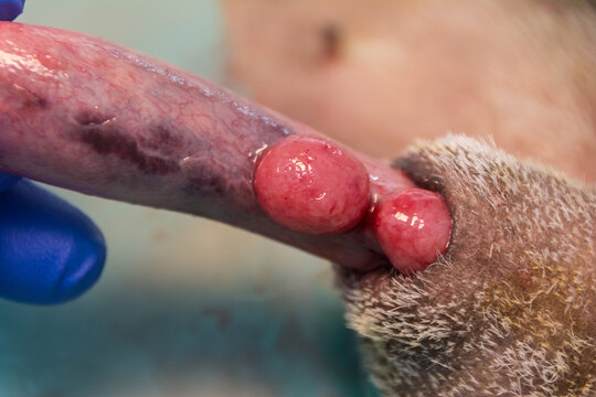 close-up photo of a  transmissible venereal tumor in dog, penile form